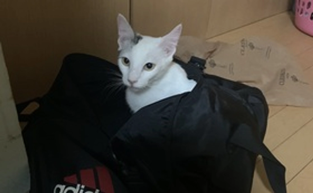 ハクの応援(1000円)感謝のメールと画像2枚