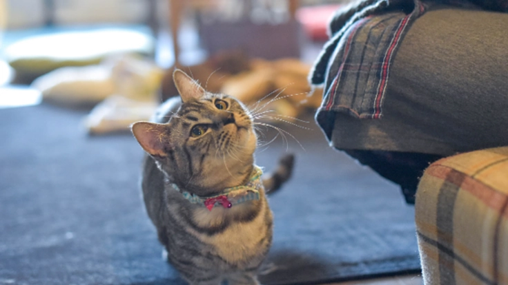 北海道初！保護シェルター付附属動物病院を開設し猫を助けたい！