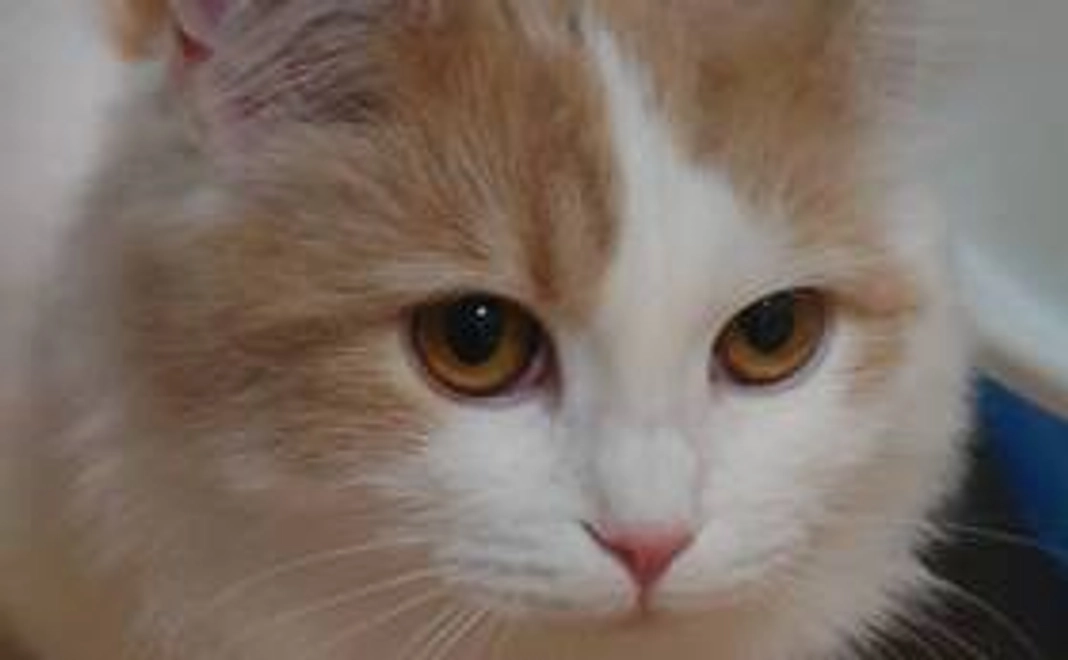 お礼のメール(リターン不要)