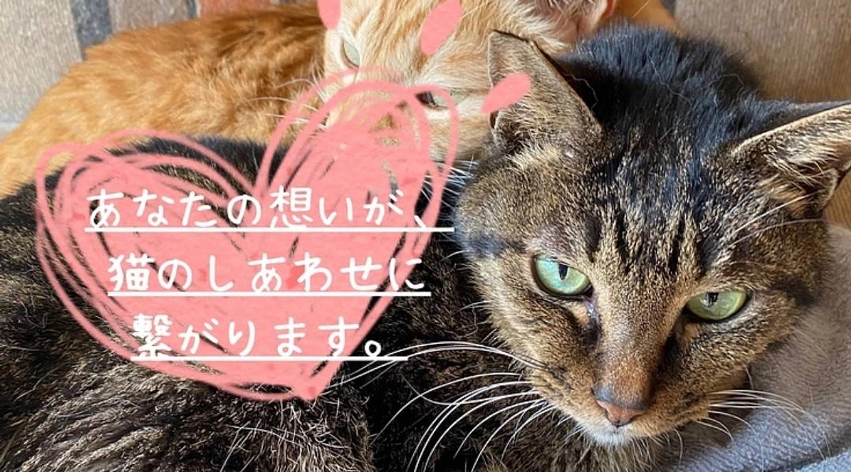 【山猫の家】猫保護施設の修繕費と持続のために！さんにお力添え宜しくお願い申し上げます