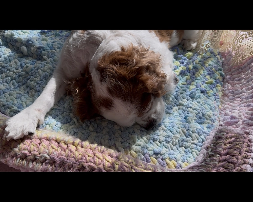 遊びたい気持ちが強いらぶ【38日目】