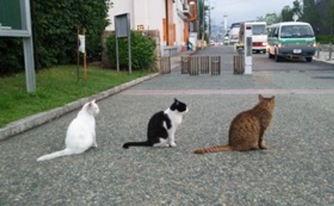 毎月、梅猫サポート20,000円コース