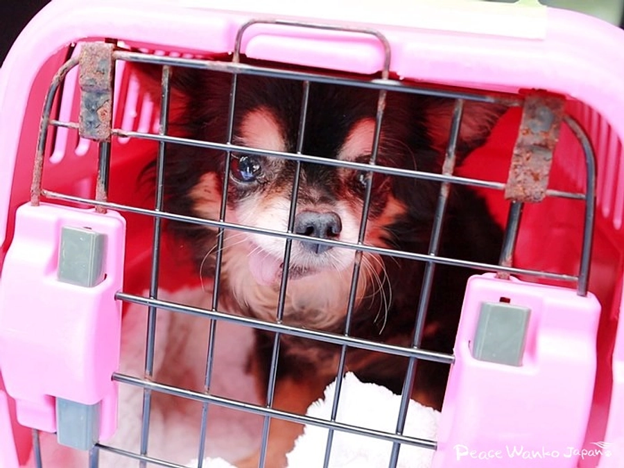 全身ノミだらけで放浪していた病気の老犬「エア」