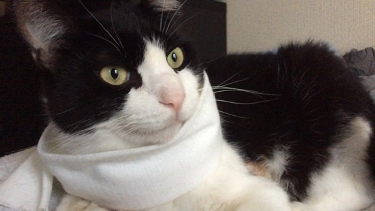 負傷した保護猫、天ちゃんを治療して、新しい家族を見つけたい!