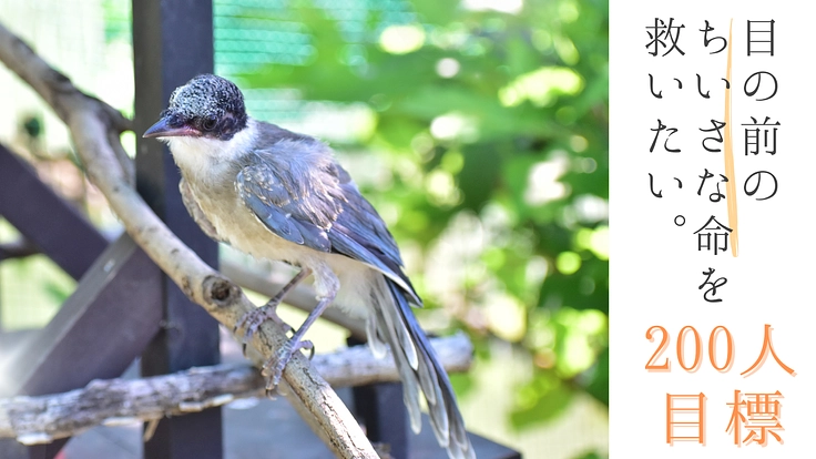 JWCサポーター大募集中！傷付いた野生動物を救いたい