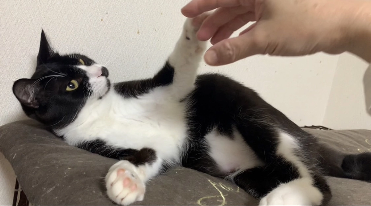 ハッチ　トライアルが決定しました！！