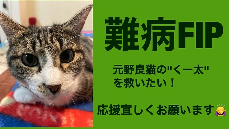 難病【FIP中後期】猫伝染腹膜炎と診断された“くー太”を救いたい