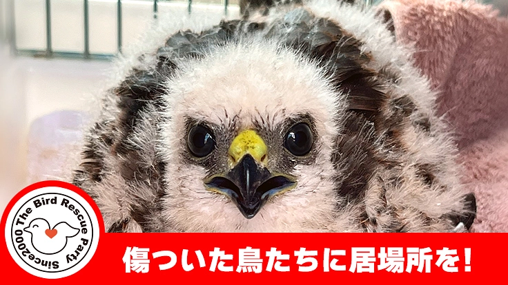 小鳥レスキュー会|鳥たちの命をつなぐ最適な居場所を作りたい!
