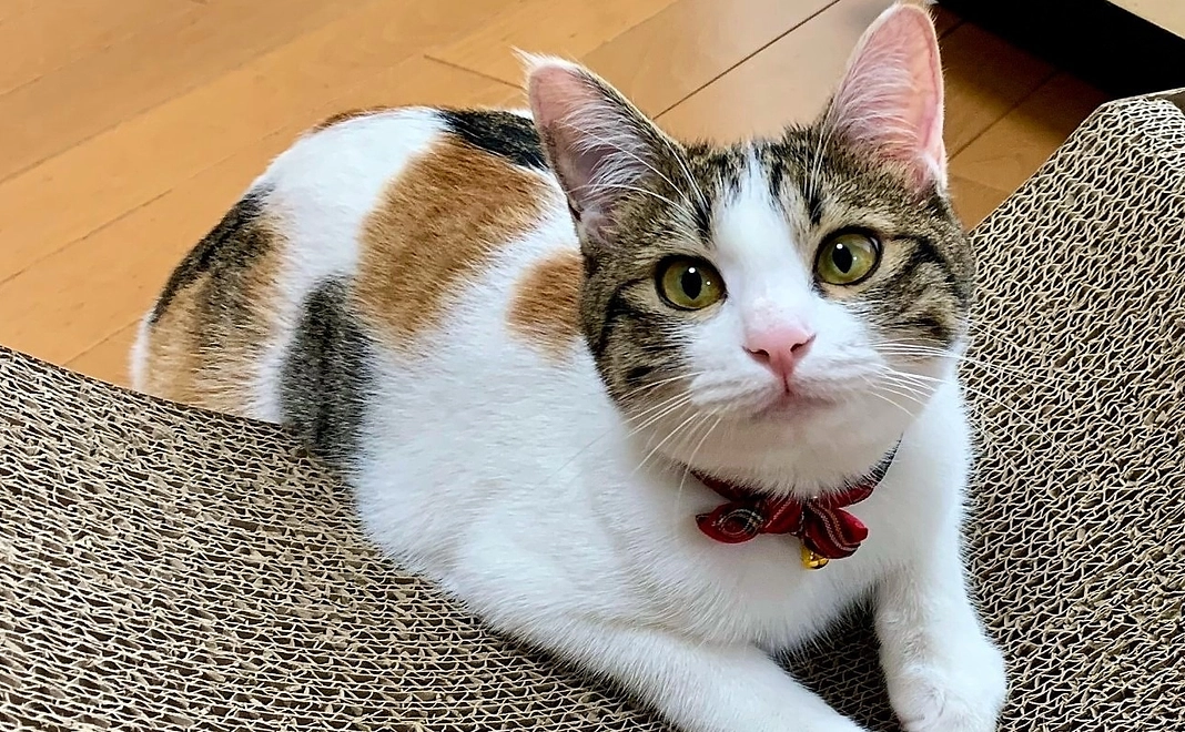 毎月1000円コース