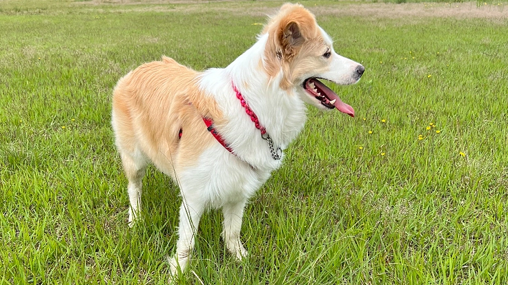 保護犬ボーダーコリーのクランをフリスビーの大会に出場させたい!