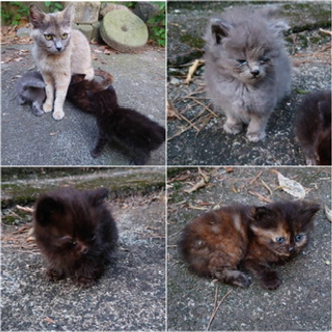 もし保護ができてなかったら