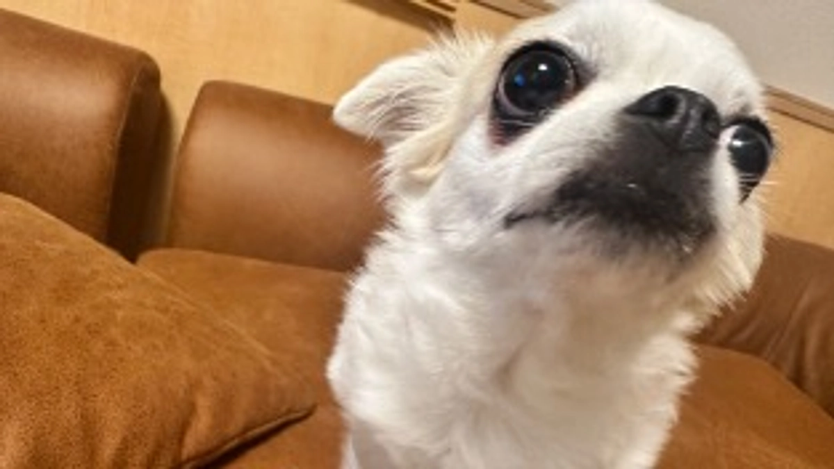 散歩に行きたがる麦