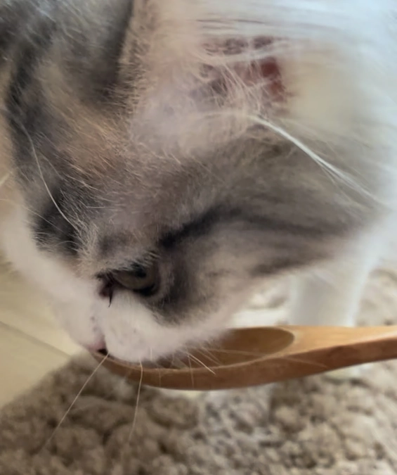 残り９日　どうかねるちゃんを助けて下さい。