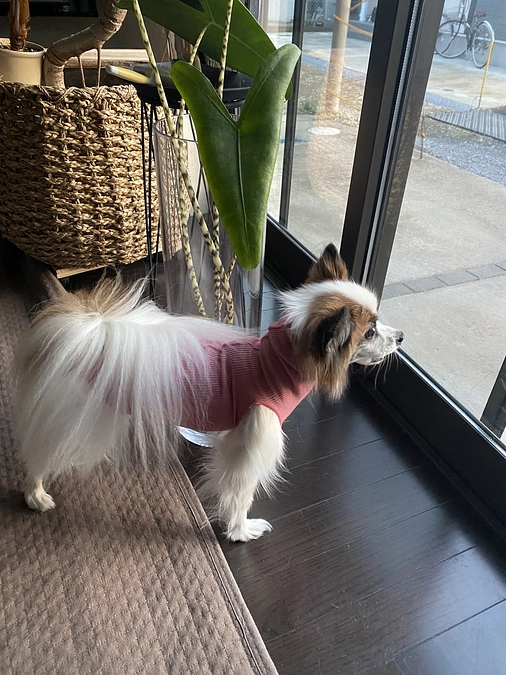 🐼いよいよ残り11日となりました🐼