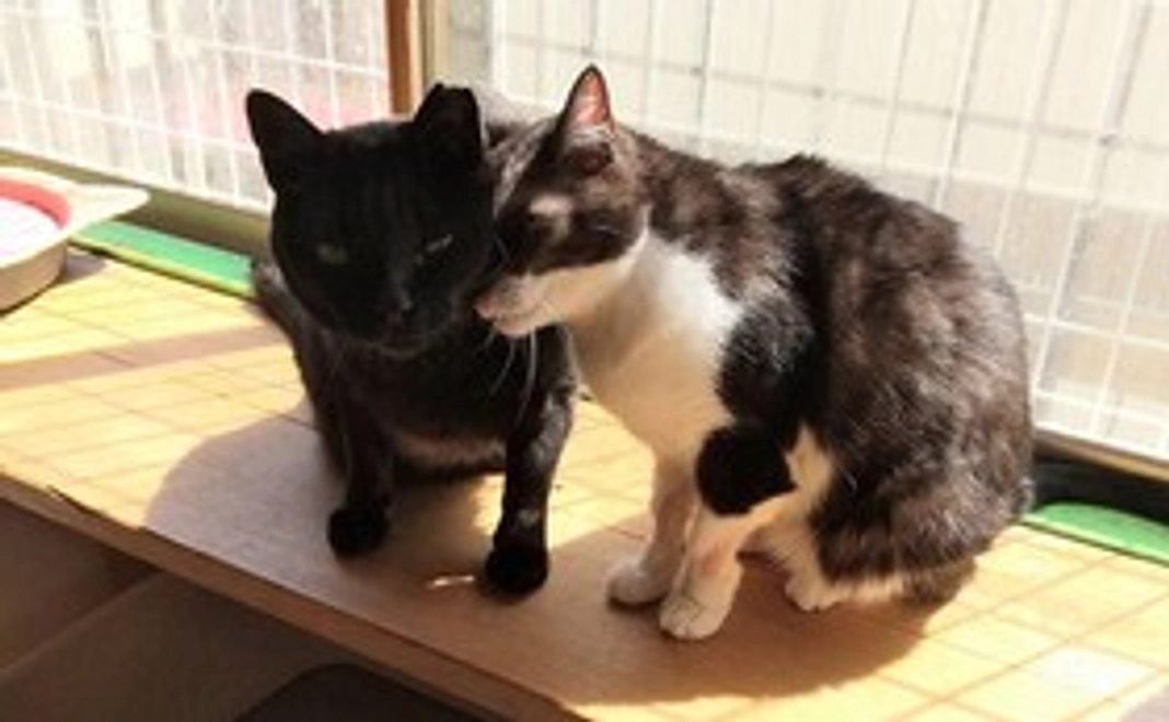 ハーツ活動応援コース5000