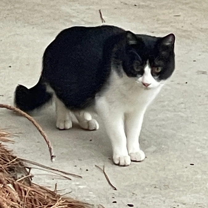 春の繁殖シーズンにむけて地域猫活動