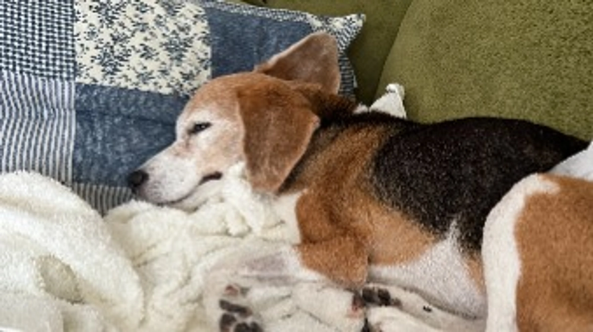 10/18 診察から半日入院。