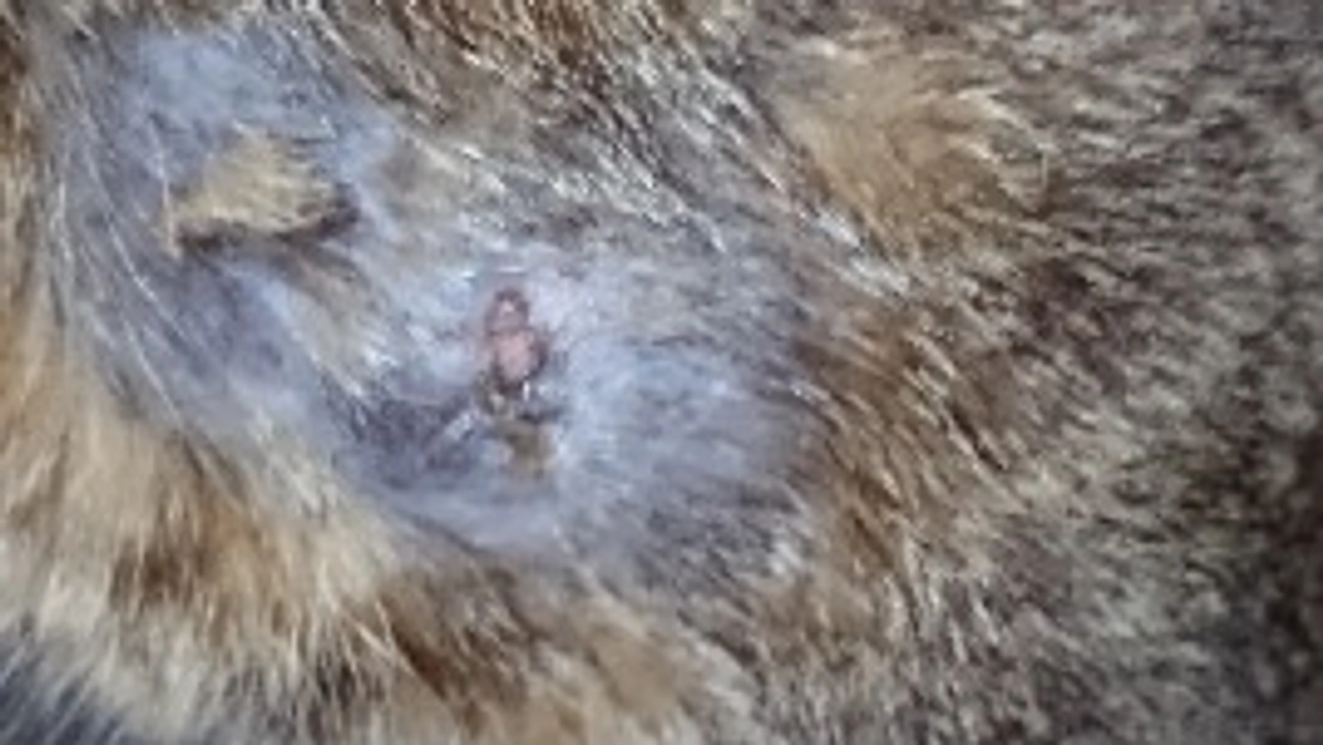 キジ猫　ミー君怪我してました。