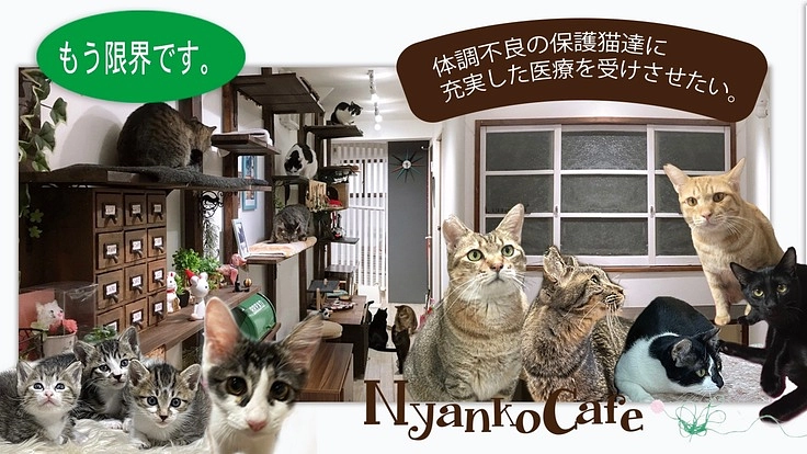 体調不良の猫達に充実した医療を継続的に受けさせてあげたい。