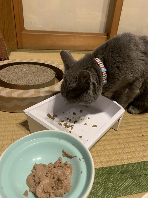 カリカリも食べるように