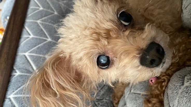 両目が見えない愛犬にどうか光を与えて下さい