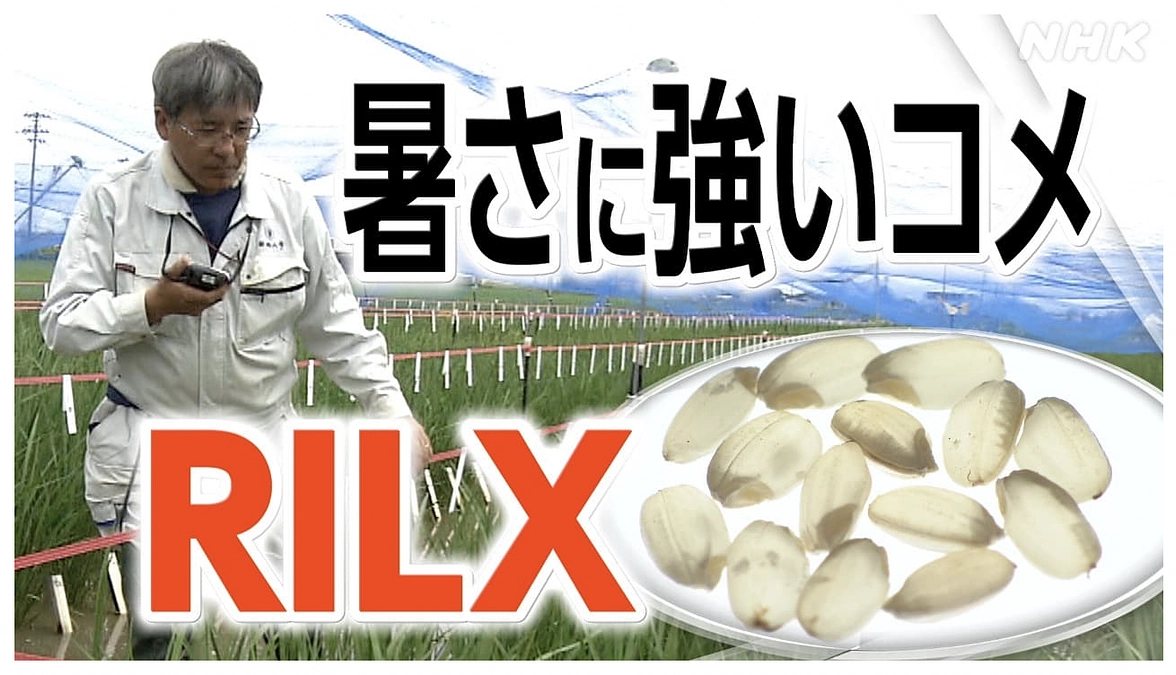 【あと8日】NHK新潟のニュースで放送された内容がWEBに掲載されました！