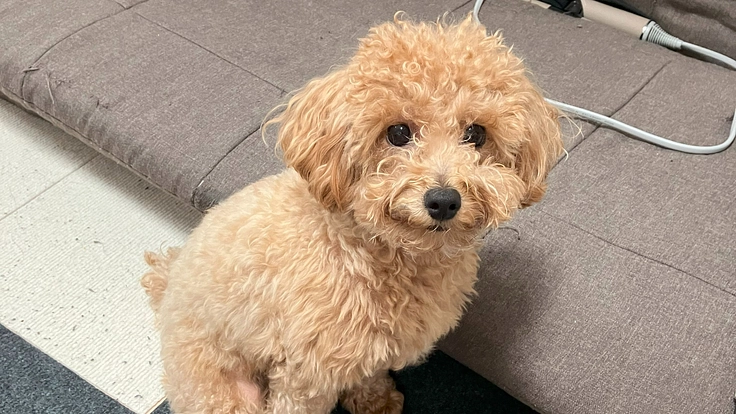 愛犬ルルのパテラの手術にご協力をお願いいたします。