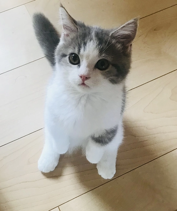 代理支援の感謝