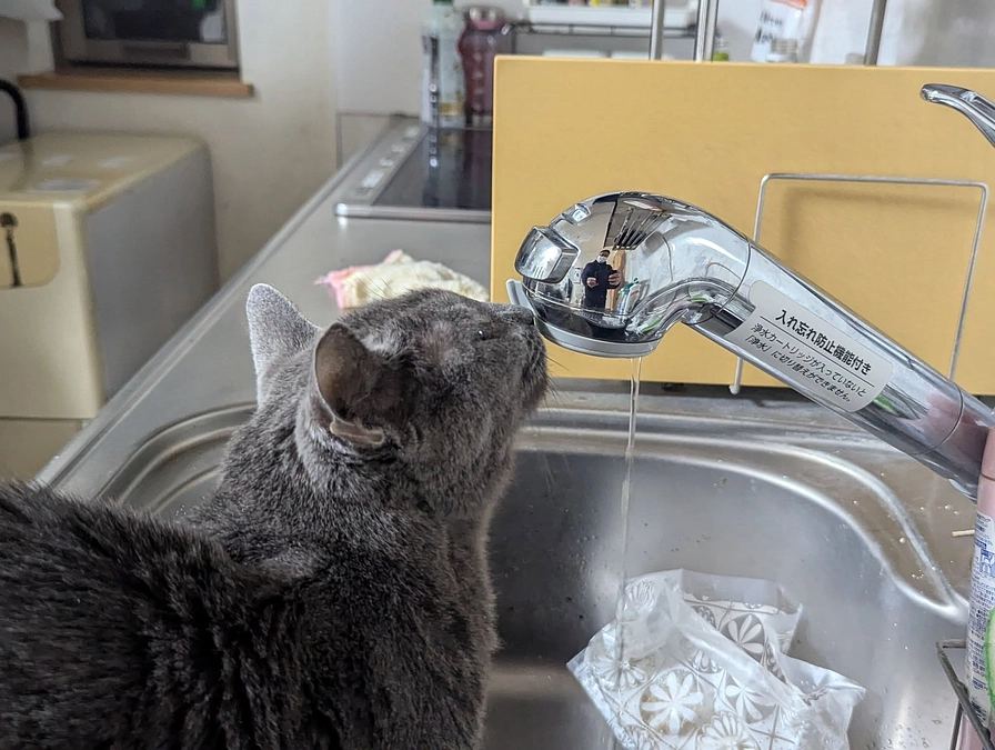 ２月１１日はざらめ、ミサモ、ロブ、３件３頭のお届けでした♪