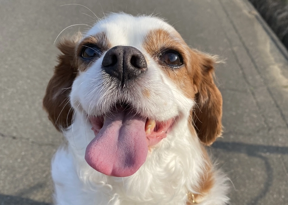 みなさまはじめまして🐶！