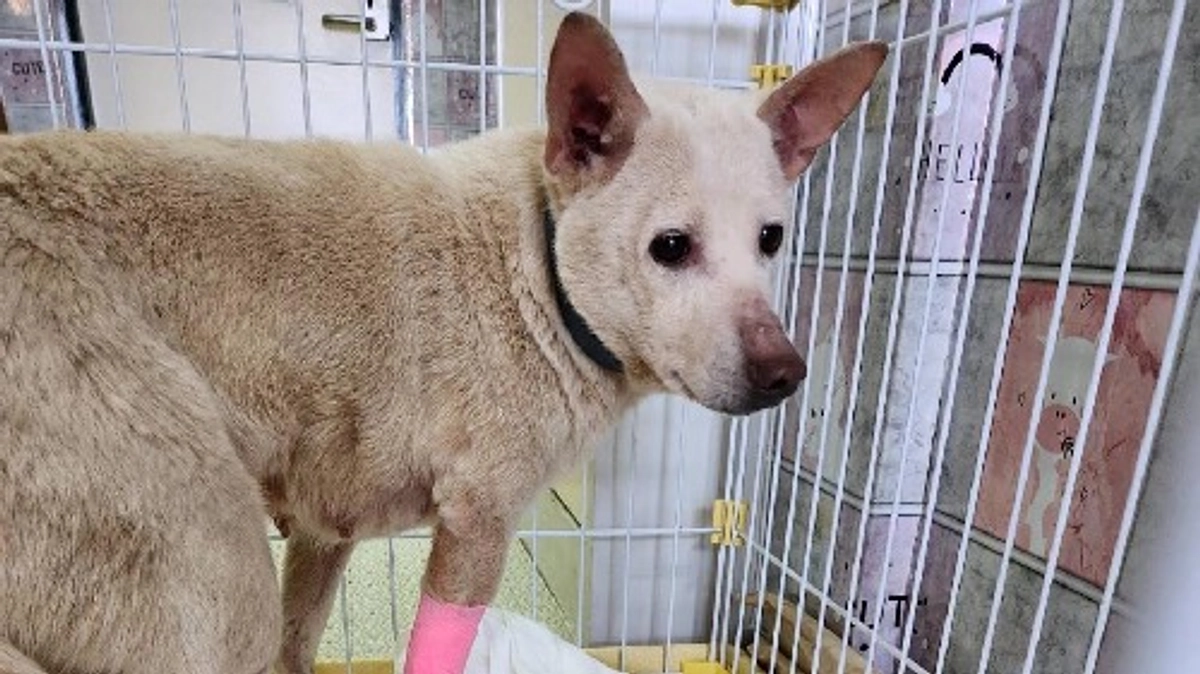 【残りあと6日！目指せ25日までに200万円！】多頭飼育で困っている犬を引き取ることになりました。