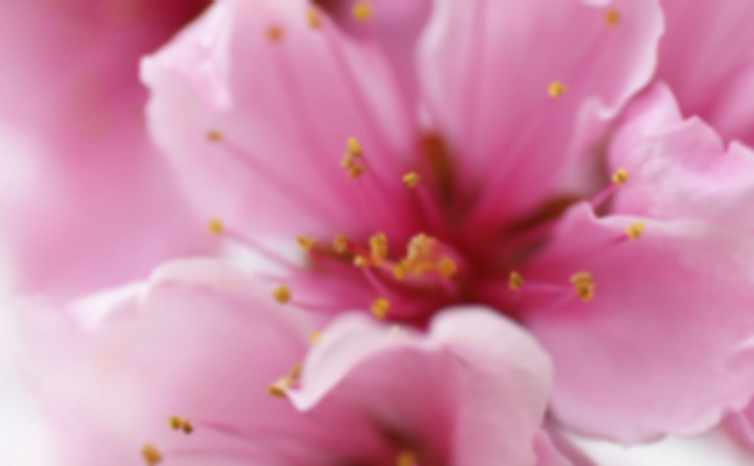 【限定20】演奏会　前方席チケット