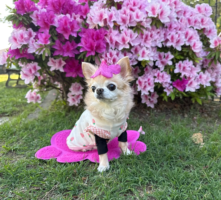 心臓手術後 1年8ヶ月検診でした