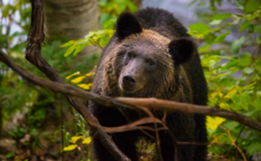 お礼ポストカード、写真展案内DMカード