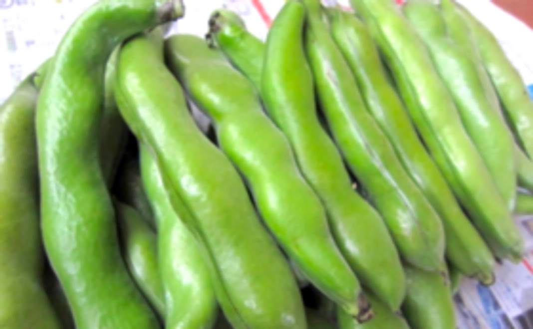 清水一寸そら豆の1口オーナー