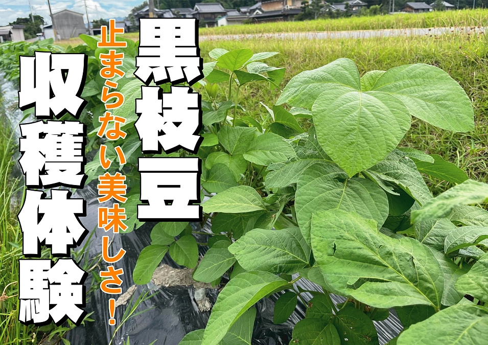 黒大豆枝豆　ツールド丹波プレミアム！残り３枠！