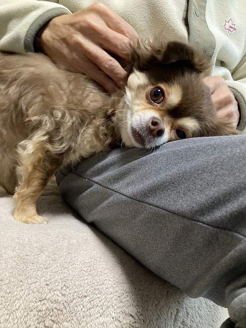 ミントと同じ病気で亡くなった先住犬の話