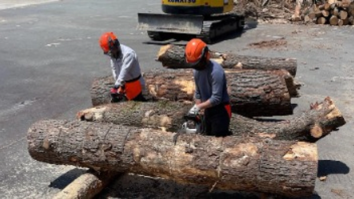 燃料となる松をゲットしてきました！