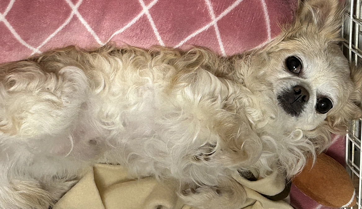 元気がなくあまりご飯を食べませんでした。。