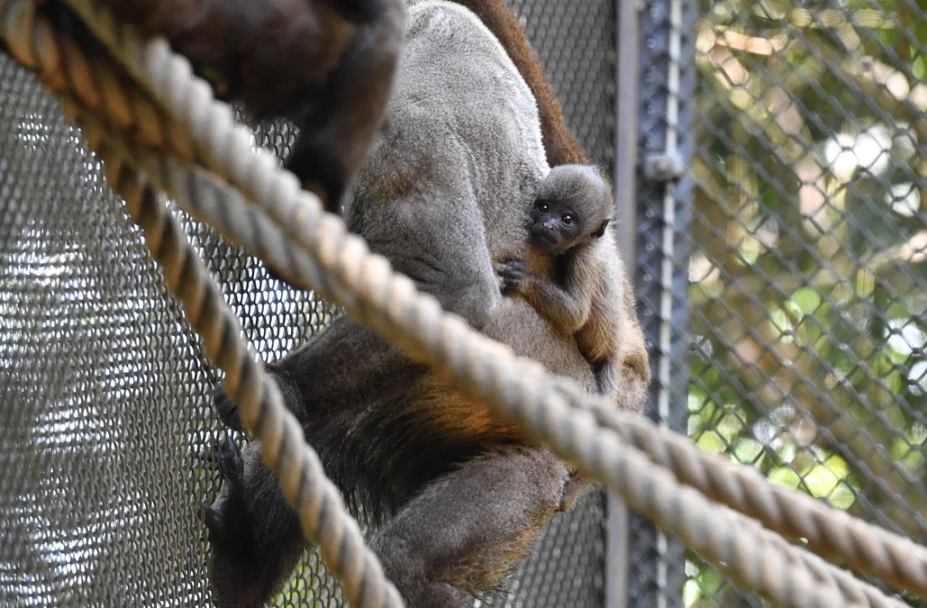 【ズーラシア情報】ウーリーモンキーの赤ちゃんの愛称が決まりました！