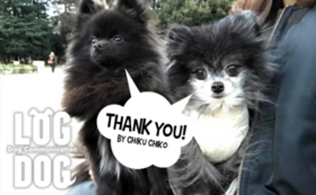 チクチコよりサンクスカード