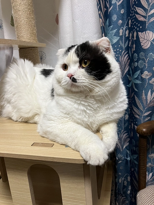 クラウドファンディング残り10日