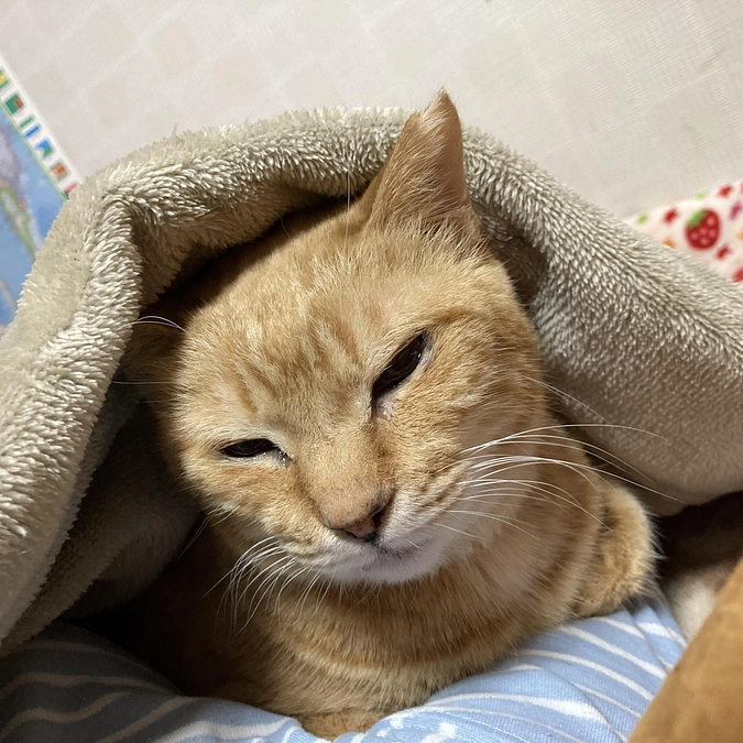 ベルちゃん退院しました