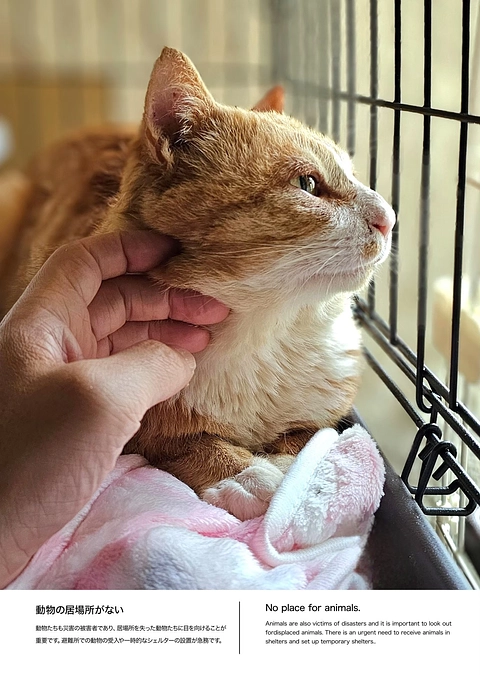 つかねこ〜被災地のパネル展より２〜