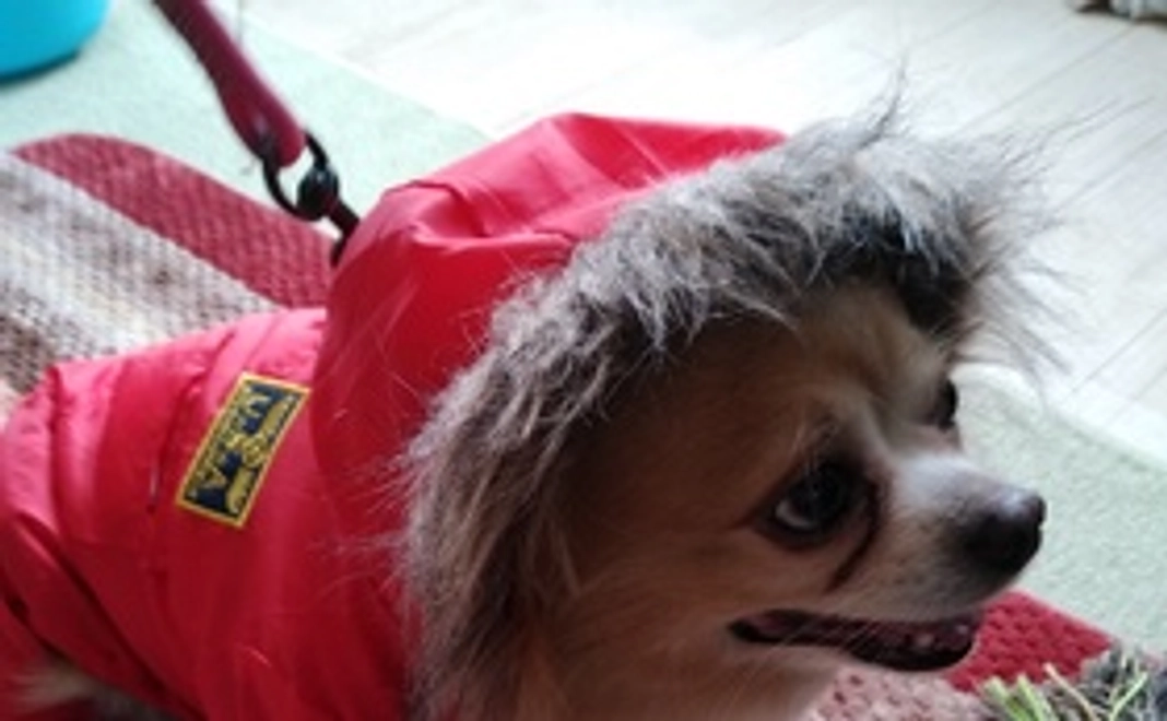 頑張るジョニーを応援してください