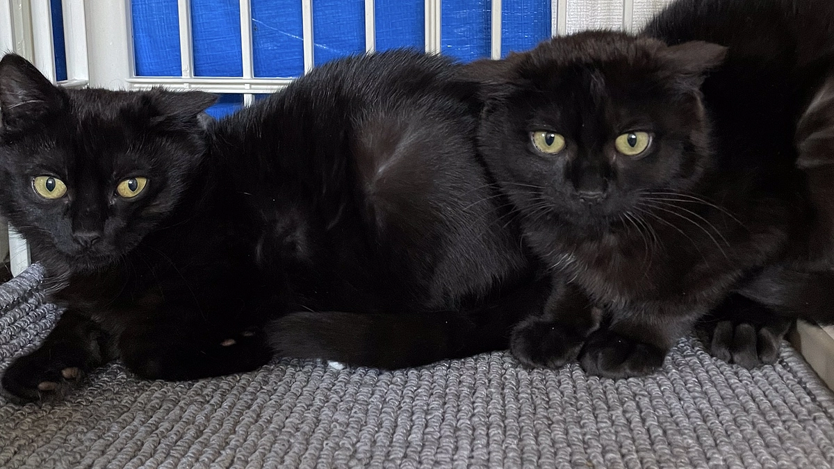 ワクチンの大切さ