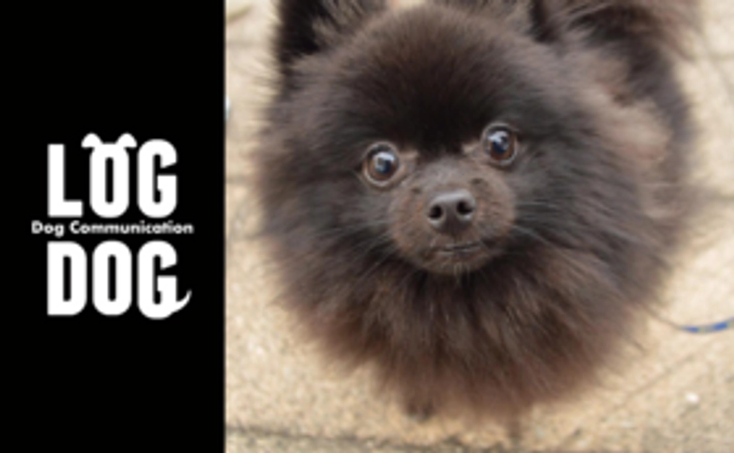 サンクスメール