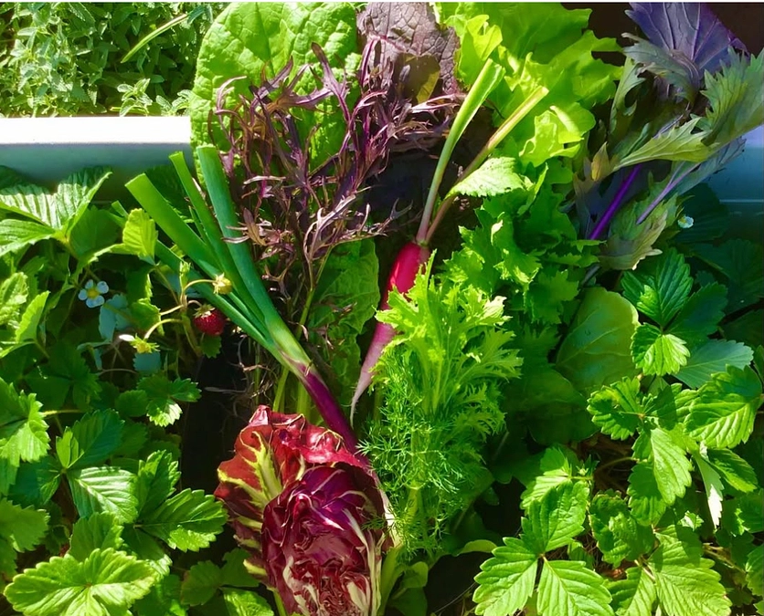 ささやかな循環農業体験ツアー2025 第2弾！