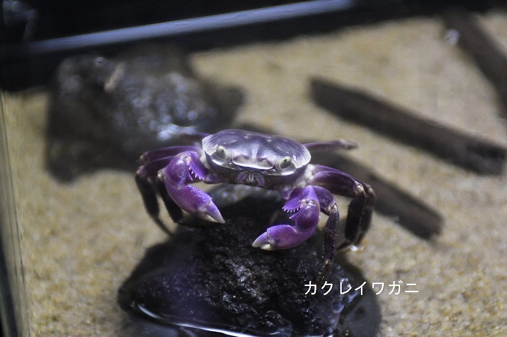 ご支援ありがとうございます！挑戦２日目です！！