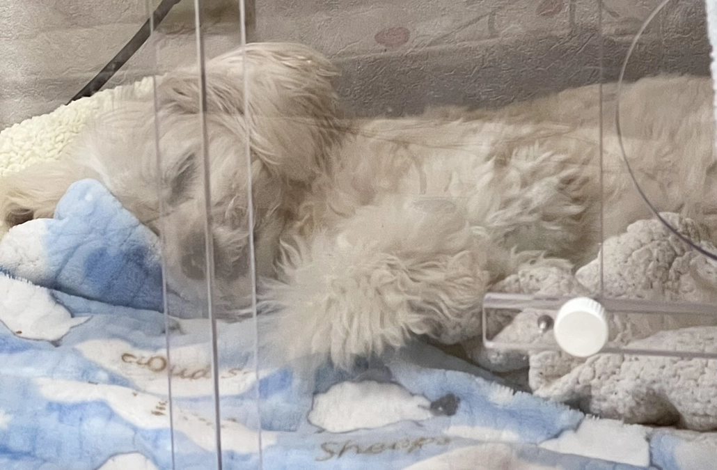 姫芽とママのこと